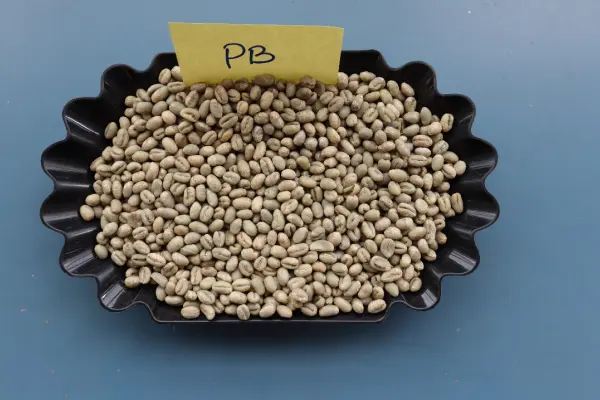 Grade PB peaberry green coffee